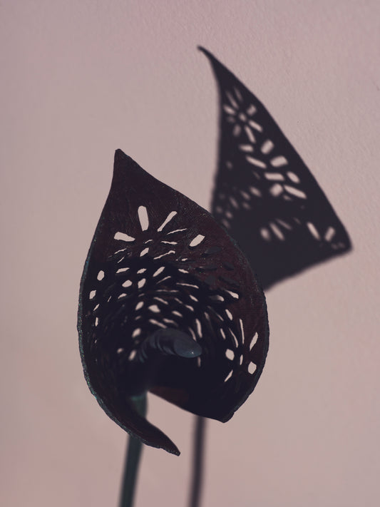 The Cala Lace