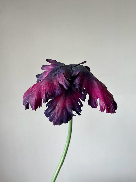 Pistachio Plum Tulip Bell