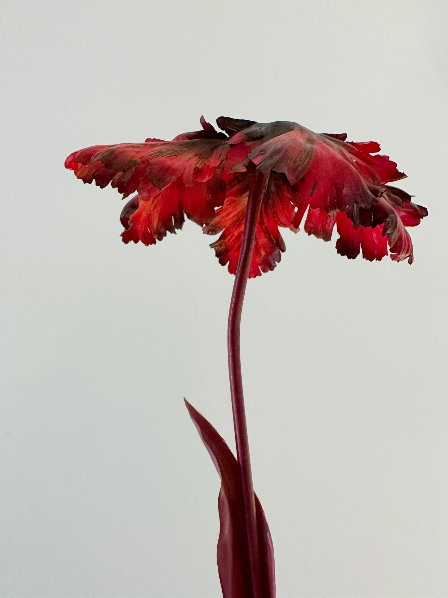 Dark Ruby Tulip Bell