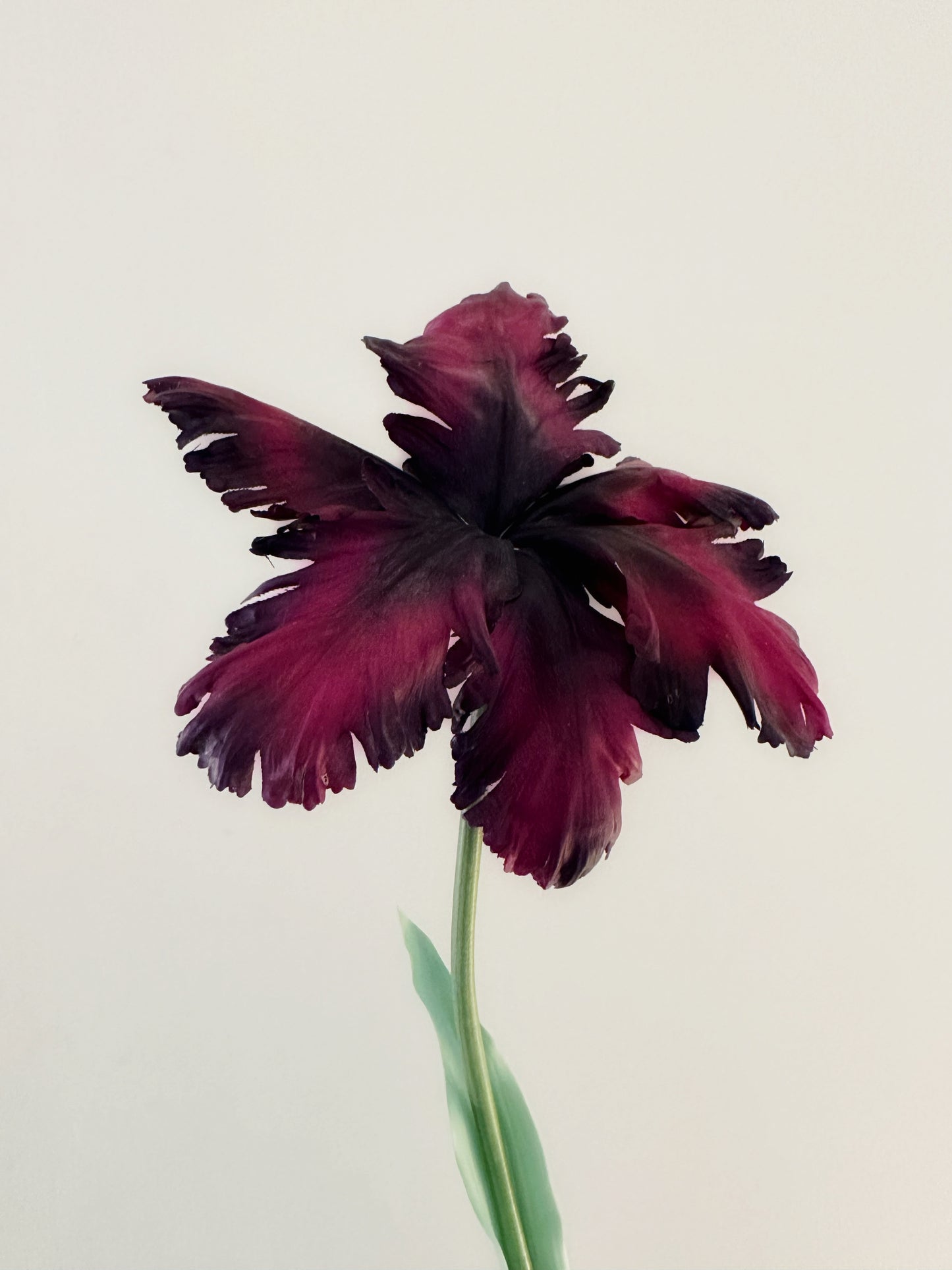 Pistachio Plum Tulip Bell