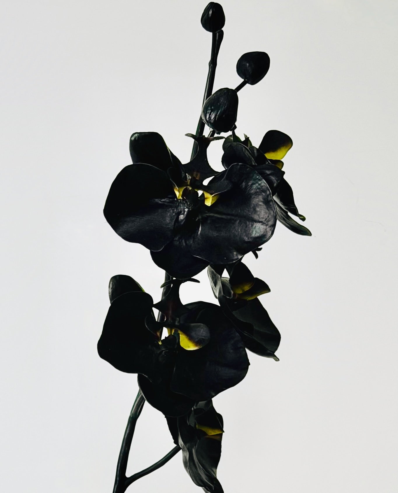 Mothers Day - APEX Smooth & Orchid Stem