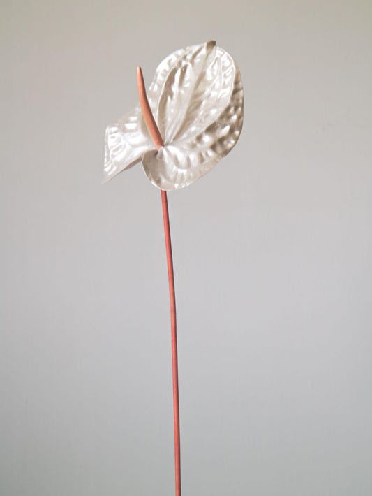 The Pearl Anna-thurium - Pearly peach colored details