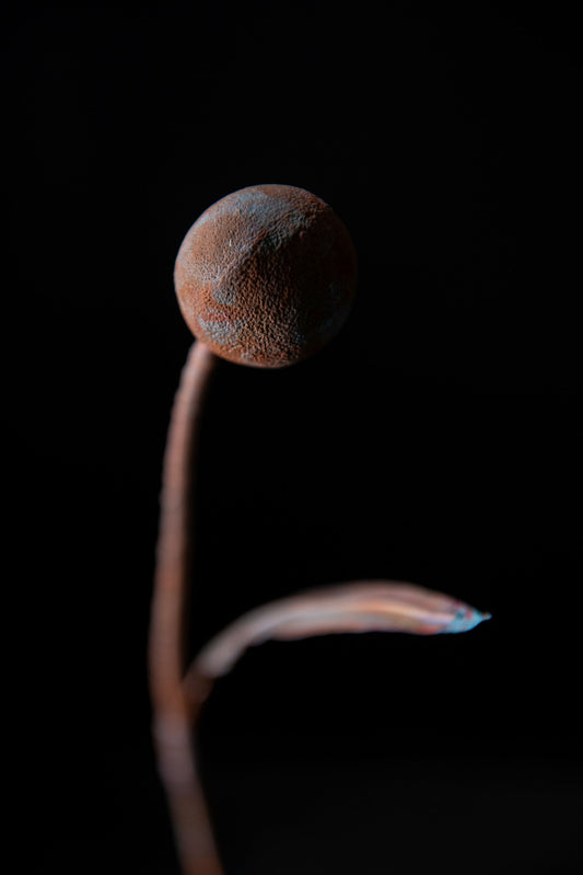 Æggestokke på Mars