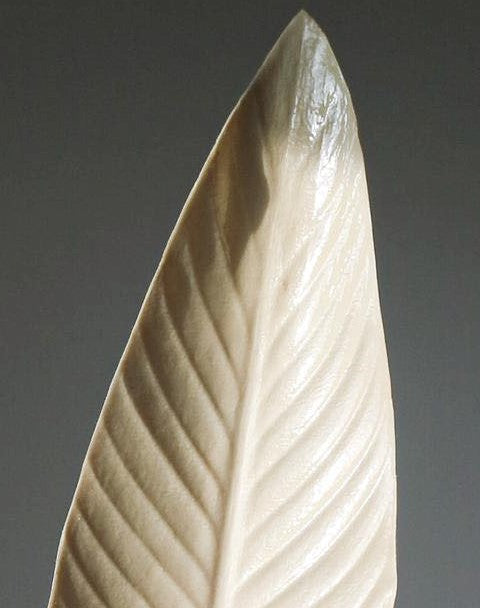 Ivory Feather Dawn - stort blad