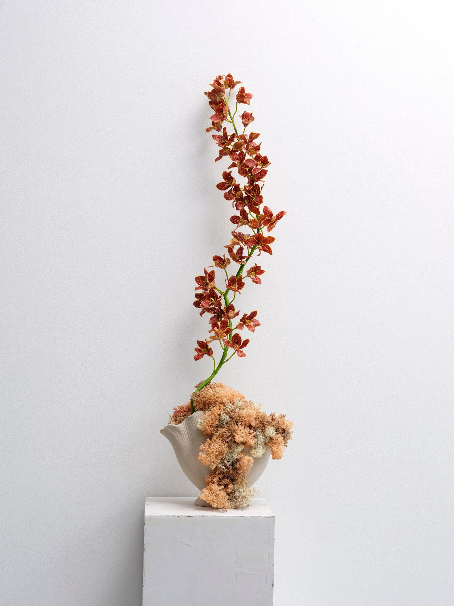 Wild Orchids