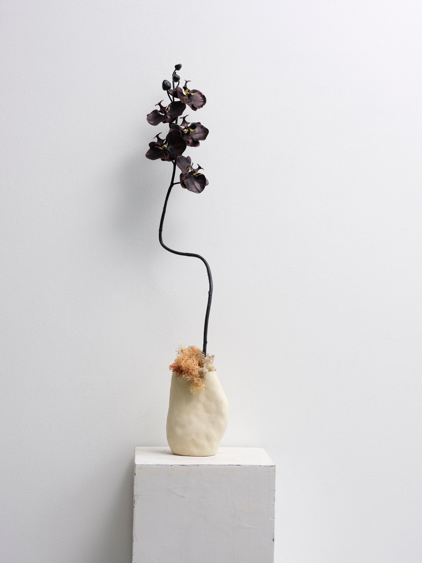 Black Orchid Stem