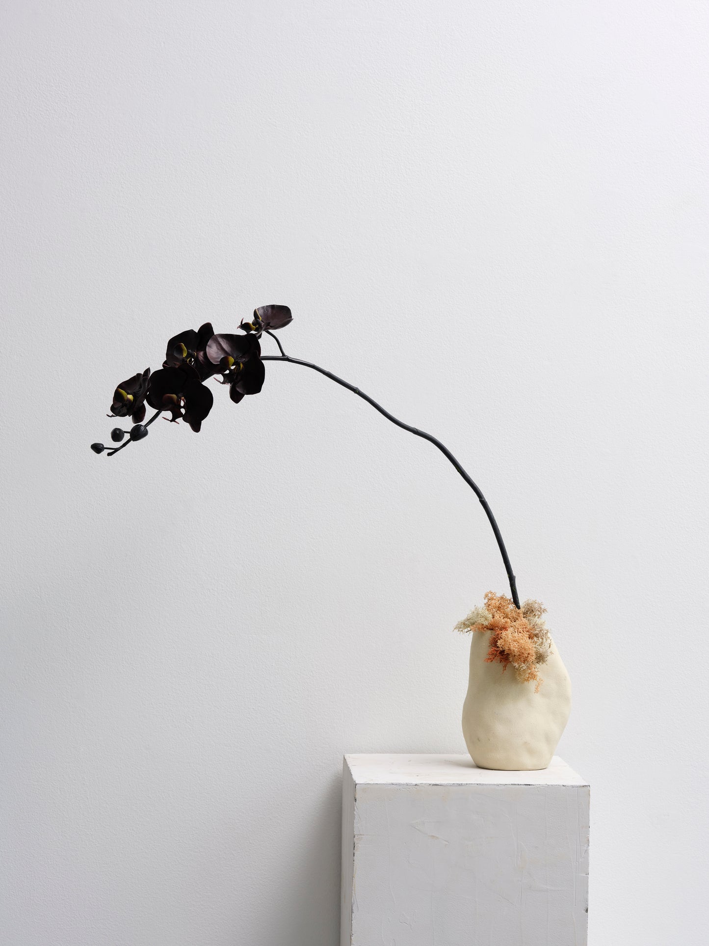 Black Orchid Stem