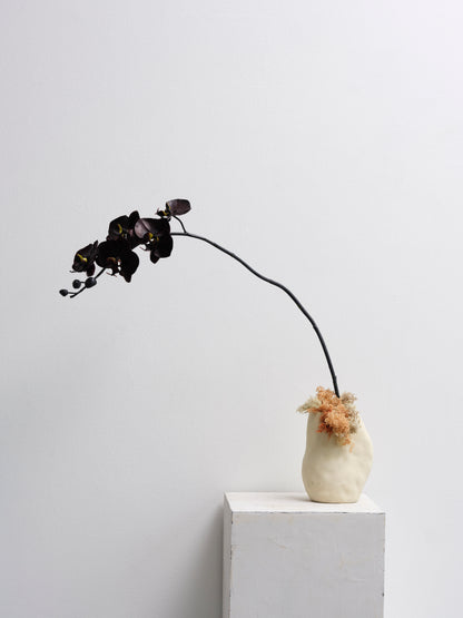Black Orchid Stem
