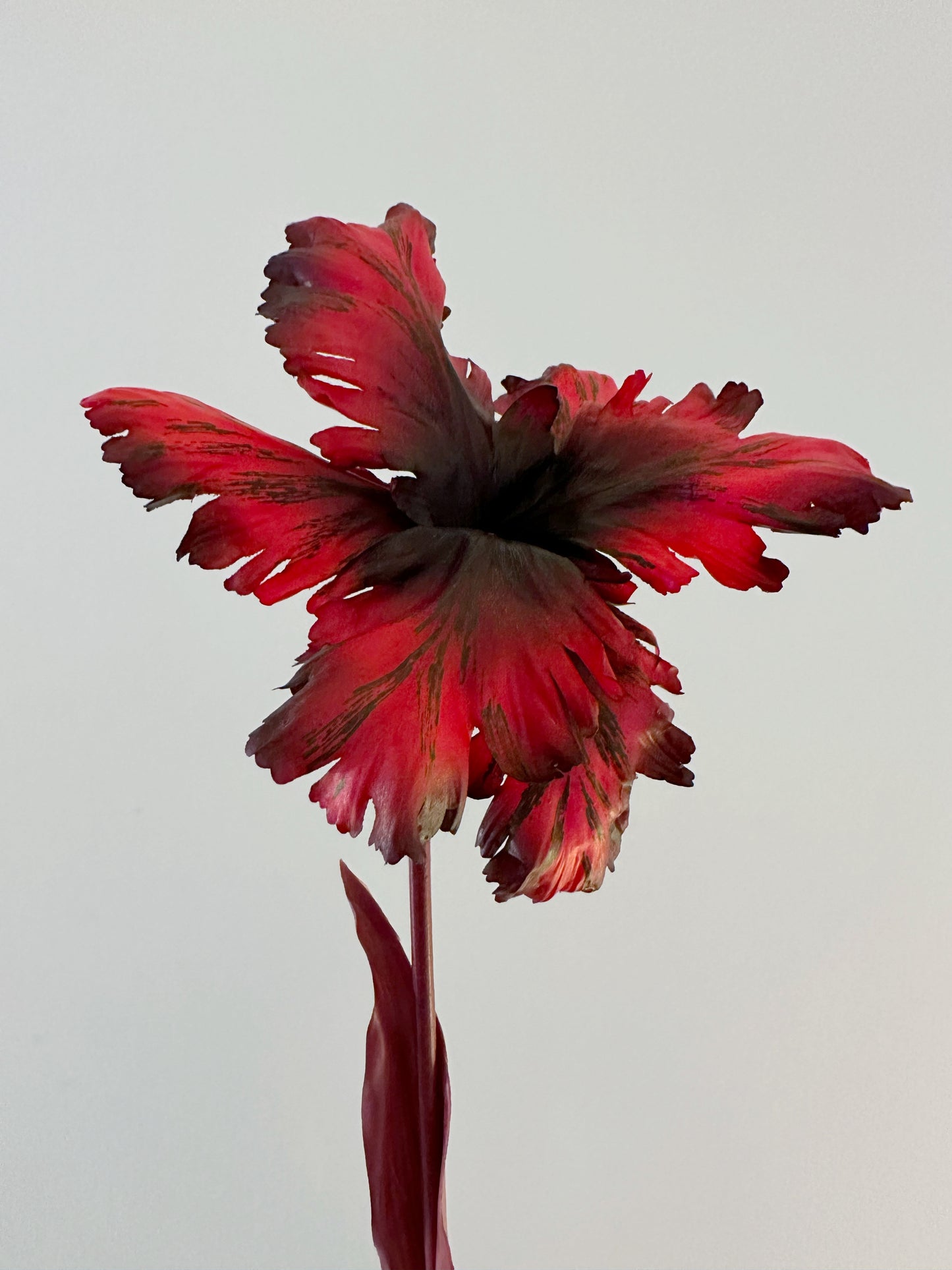 Dark Ruby Tulip Bell