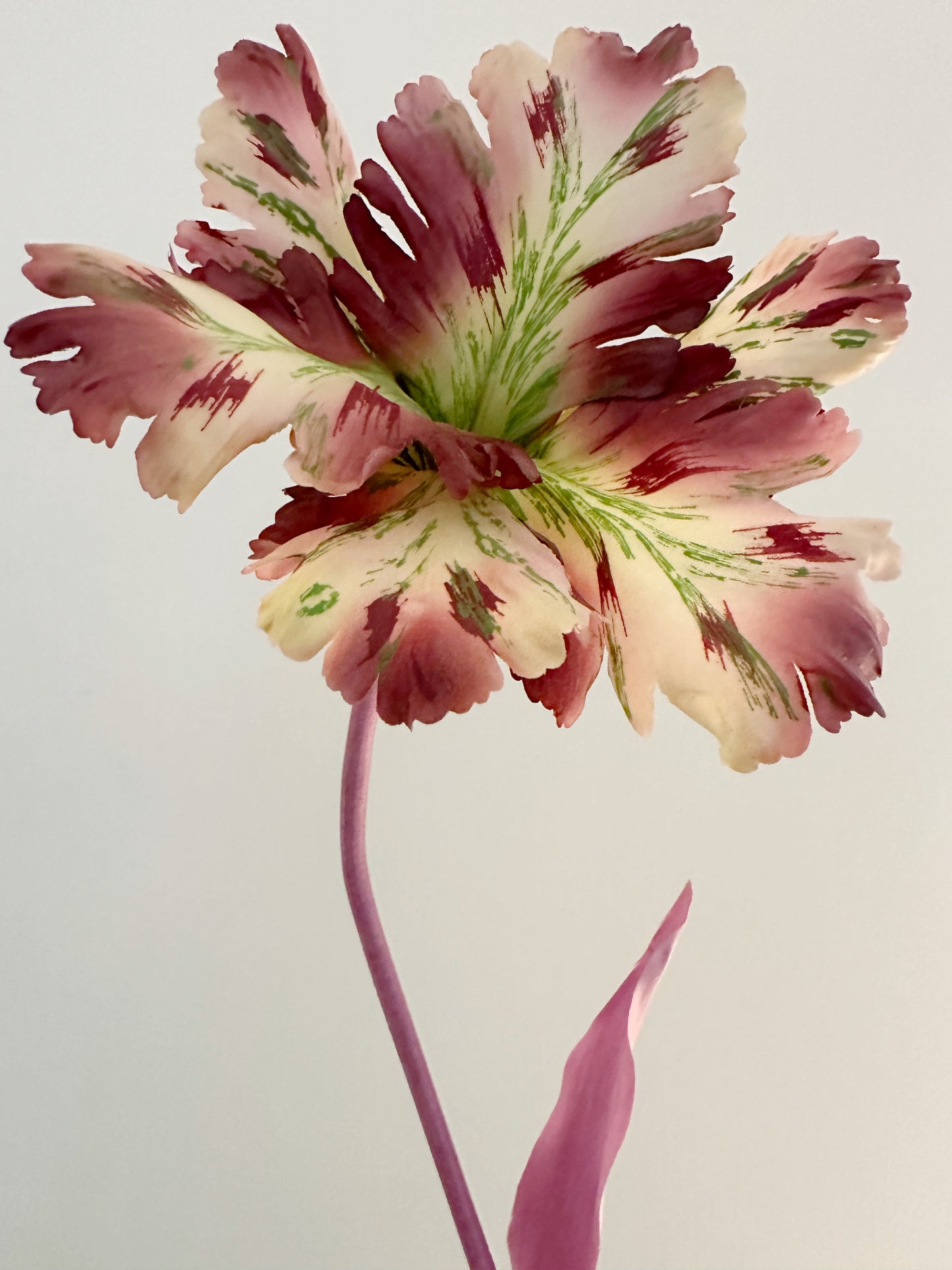 Lavender Blush Tulip Bell