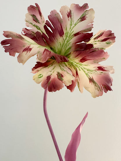 Lavender Blush Tulip Bell