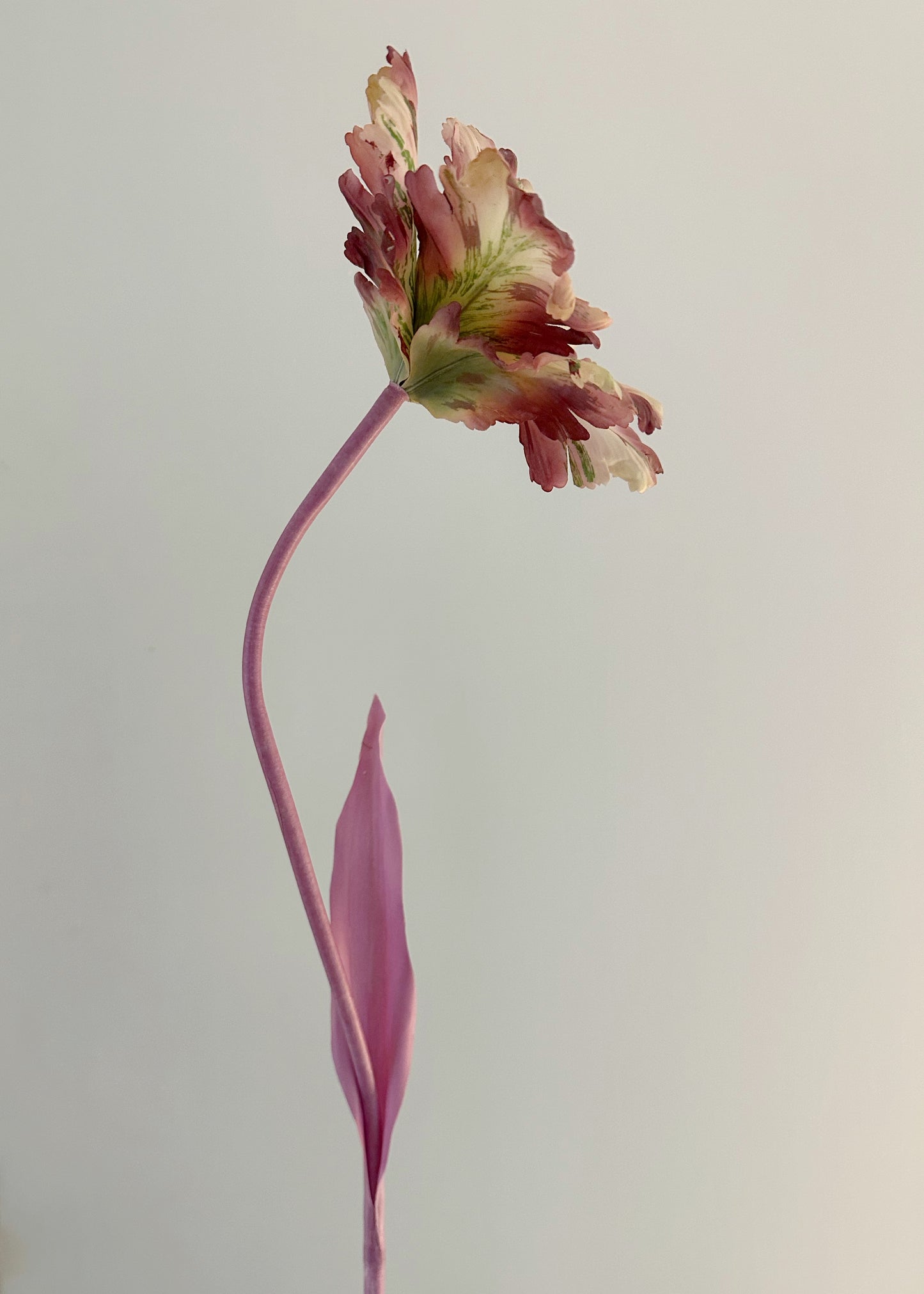 Lavender Blush Tulip Bell