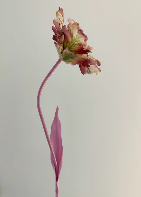 Lavender Blush Tulip Bell