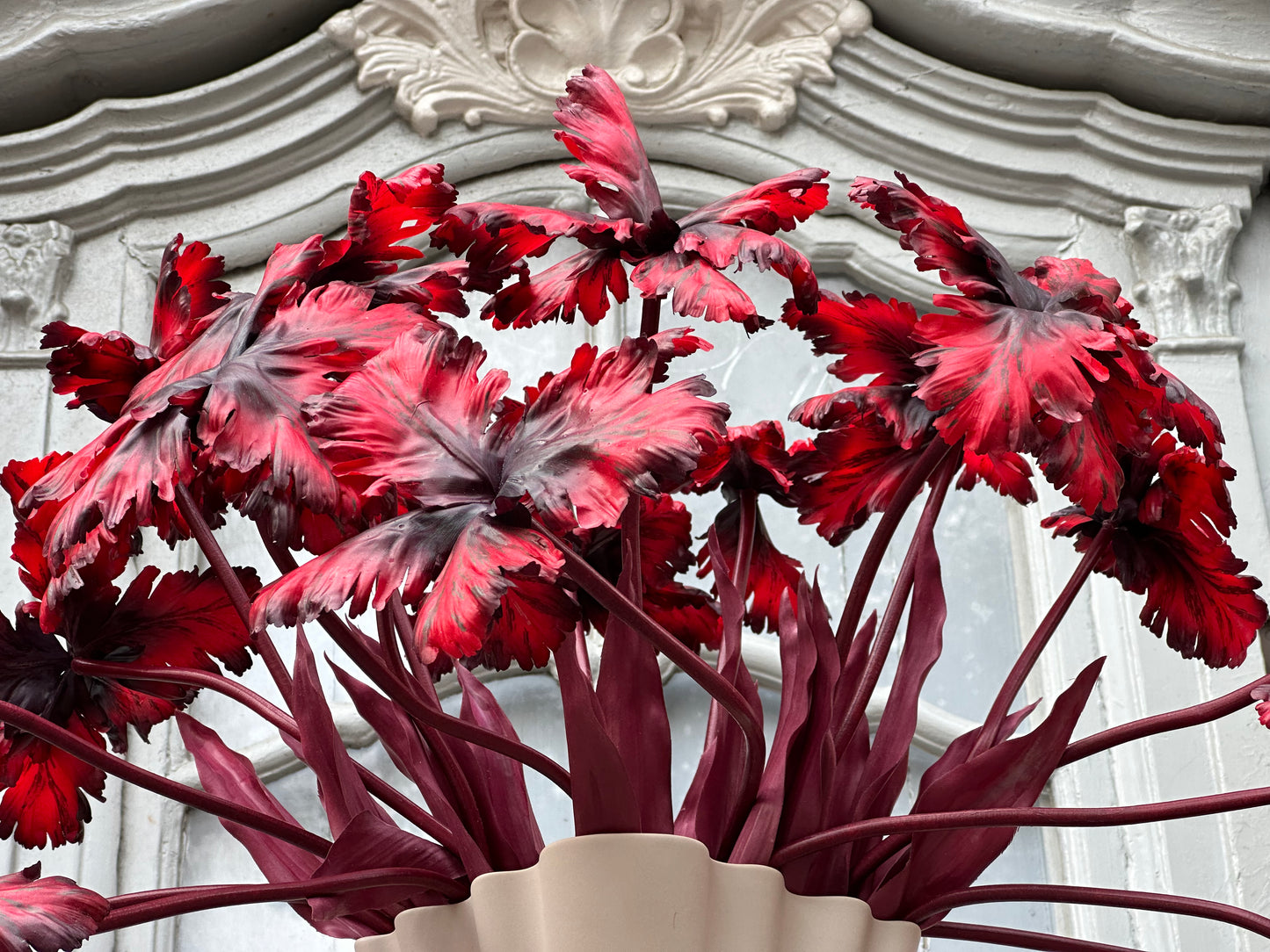 Dark Ruby Tulip Bell