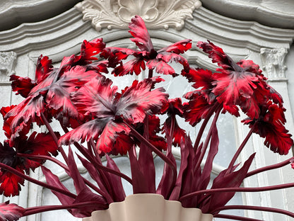 Dark Ruby Tulip Bell