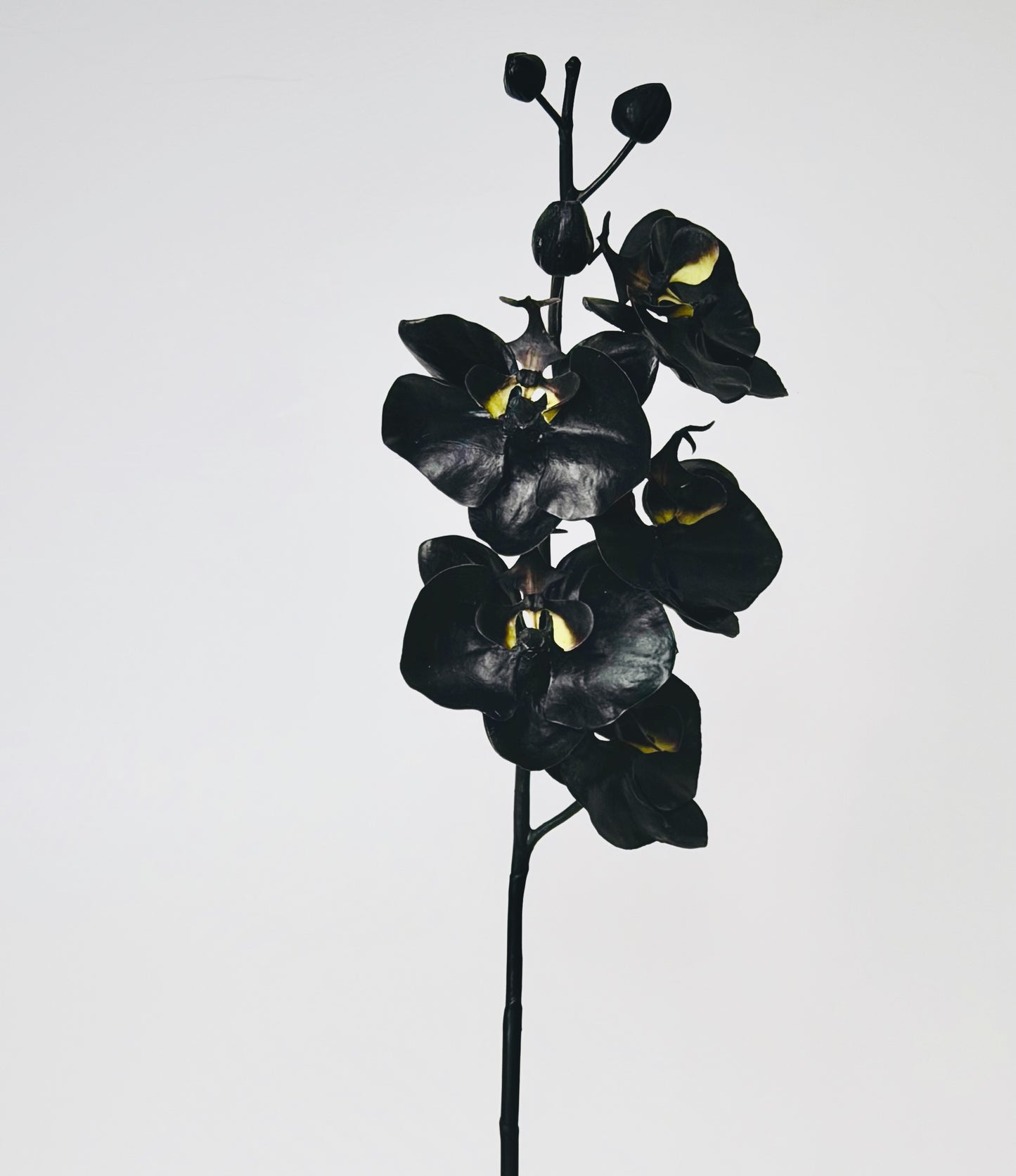 Mothers Day  - APEX Smooth & Orchid Stem
