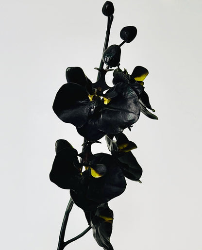 Mothers Day  - APEX Smooth & Orchid Stem