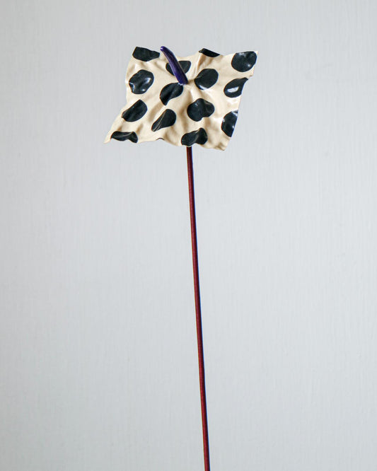 Ivory & Black Dotrium - Limited Edition (Numbered)