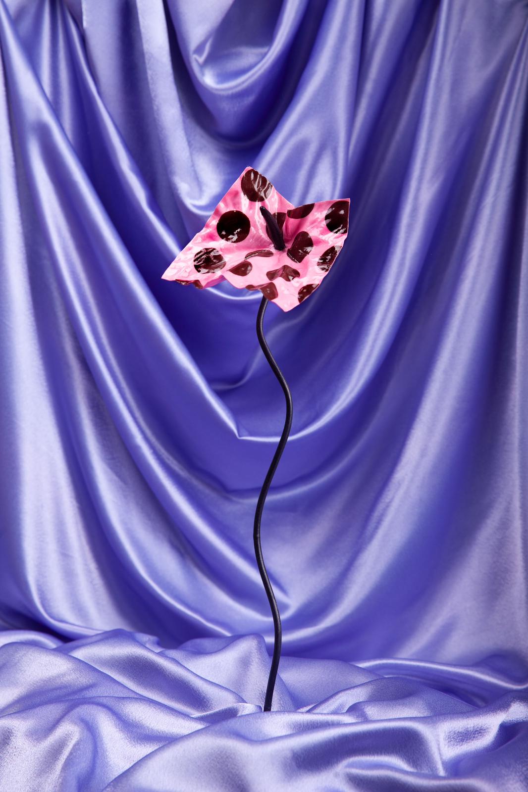 The Blush Dotrium - Limited Edition (Numbered)
