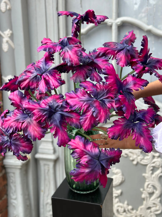 Pistachio Plum Tulip Bell