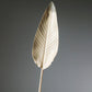 Ivory Feather Dawn - stort blad