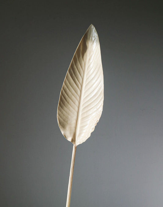Ivory Feather Dawn - stort blad