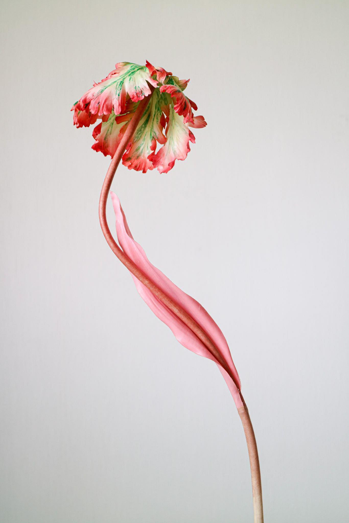 Tulip Bell, Coral & Green