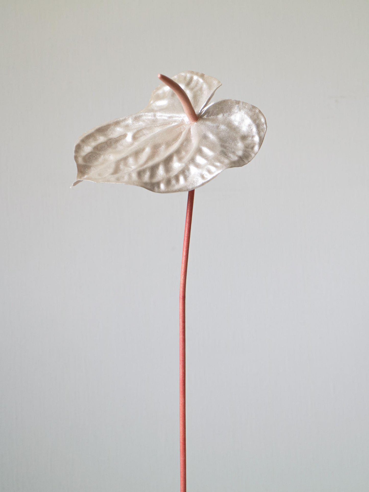 The Pearl Anna-thurium -  Pearly peach colored details