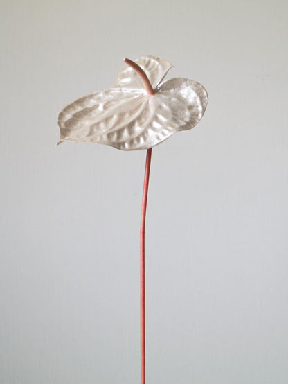 The Pearl Anna-thurium -  Pearly peach colored details