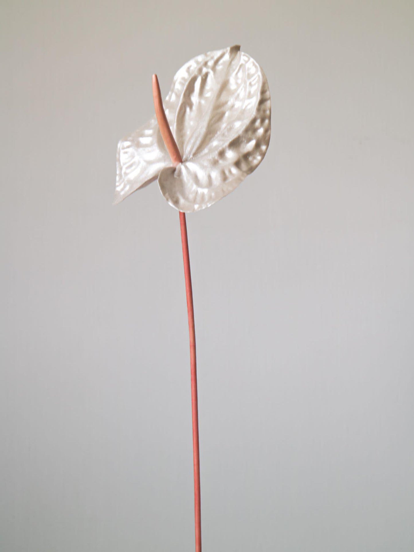 The Pearl Anna-thurium -  Pearly peach colored details