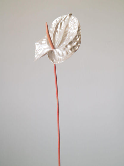 The Pearl Anna-thurium -  Pearly peach colored details