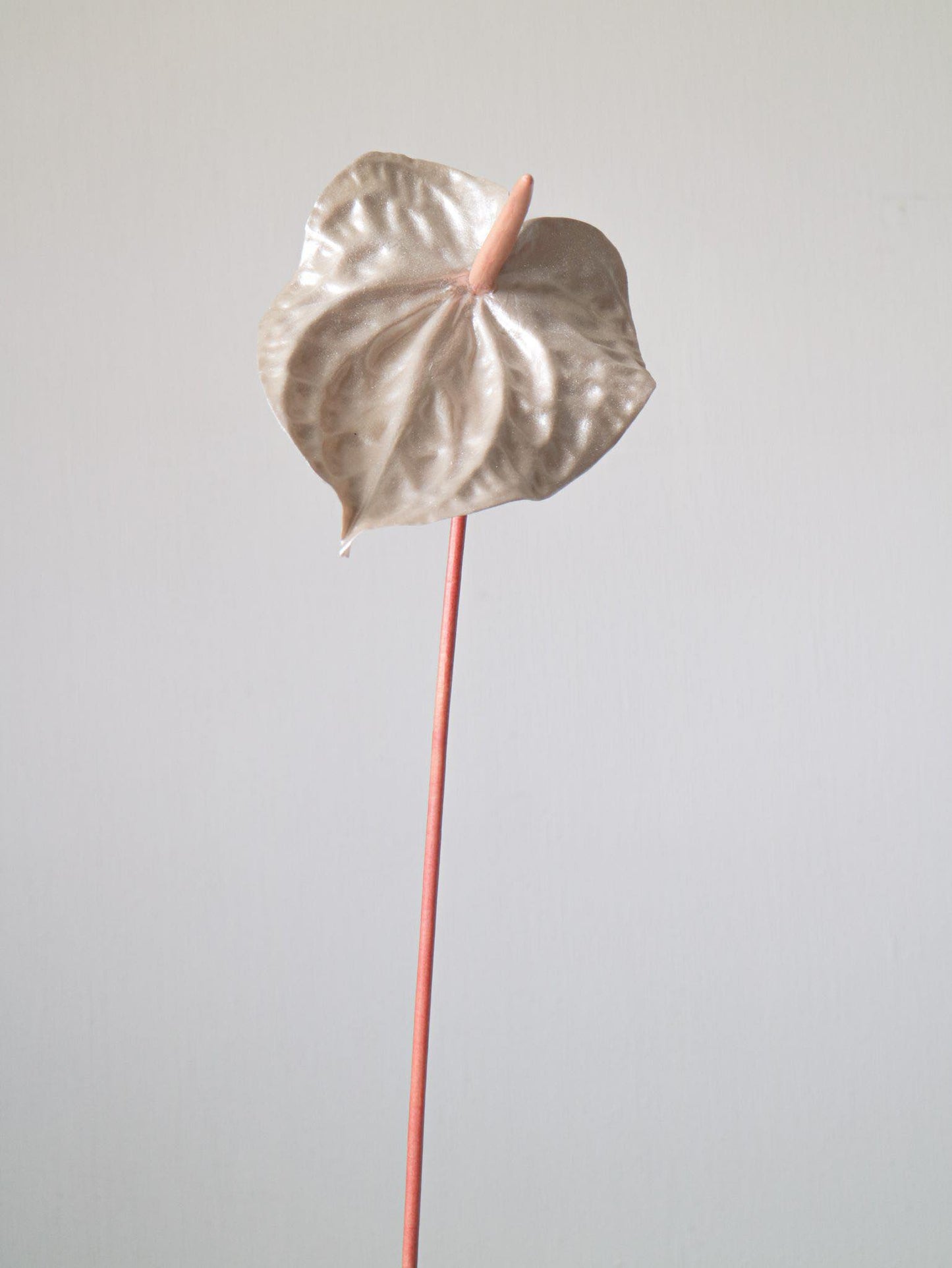 The Pearl Anna-thurium -  Pearly peach colored details