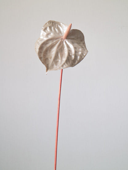 The Pearl Anna-thurium -  Pearly peach colored details