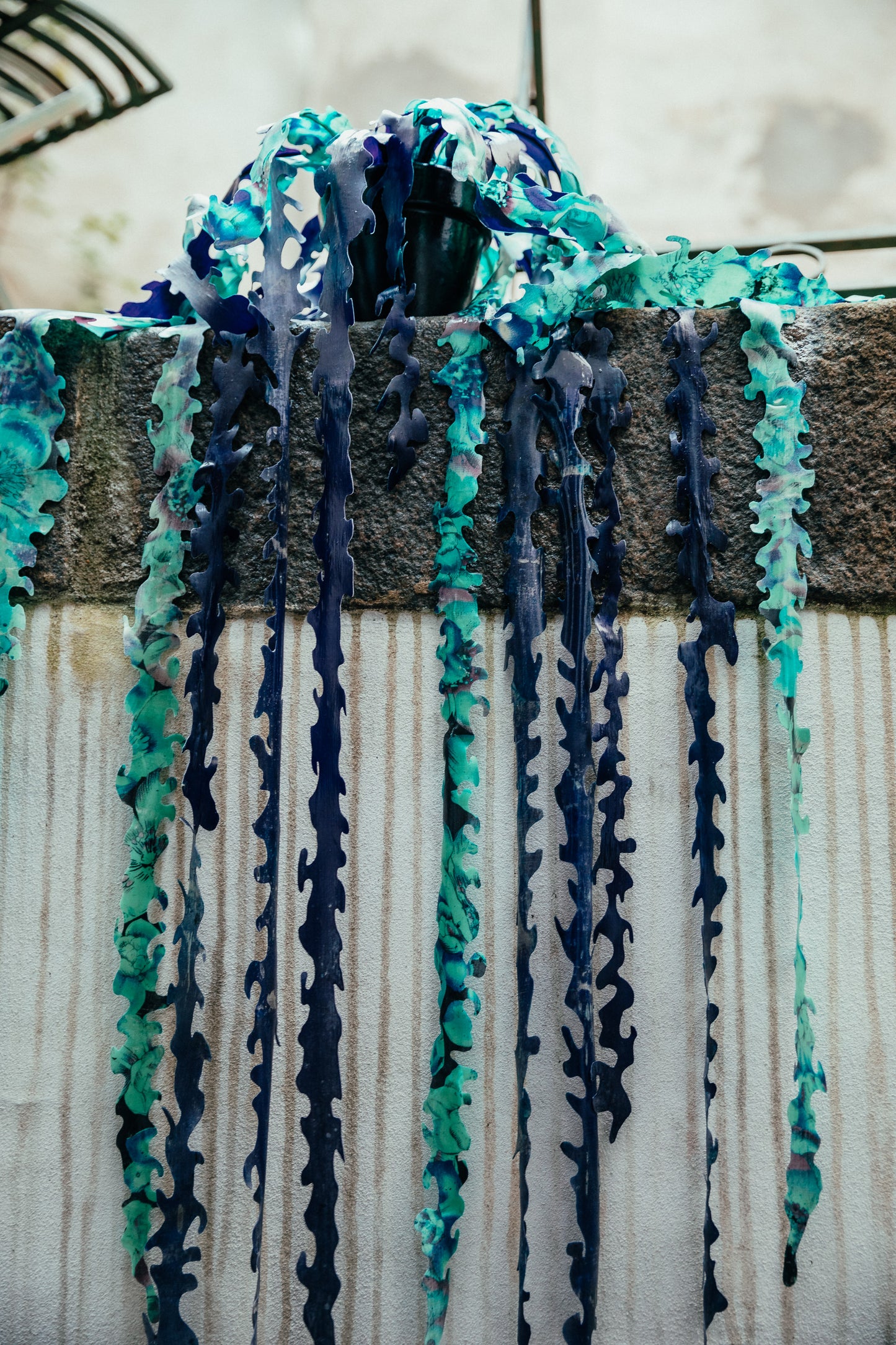Hanging Seaweed  Plant