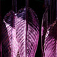 The Metallic Dawn Leaf