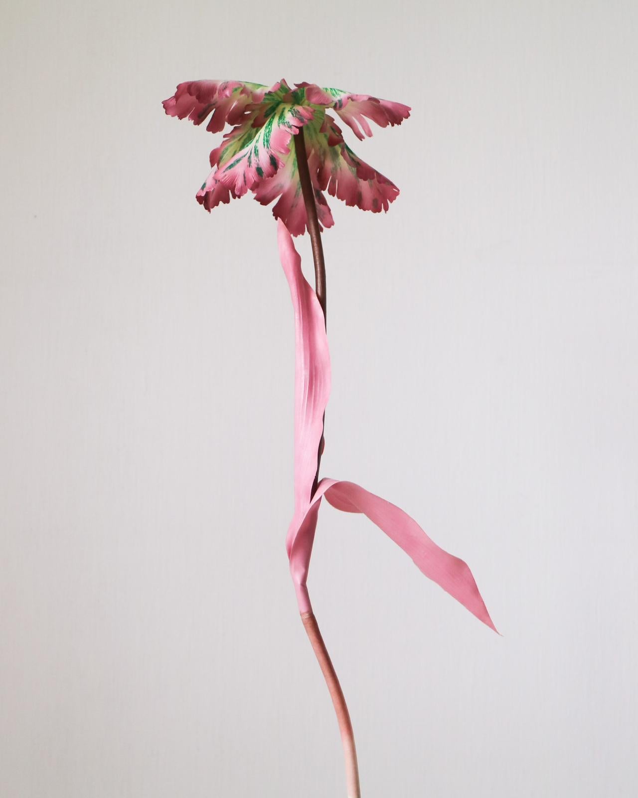 Tulip Bell, Dusty Pink & Green - meget få tilbage