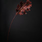 Red Lung Leaf